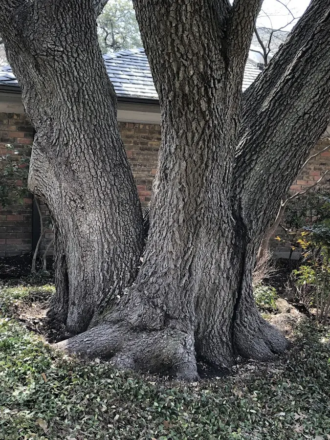 Mature heritage tree close to a Glen Gardner property cared for by certified arborists